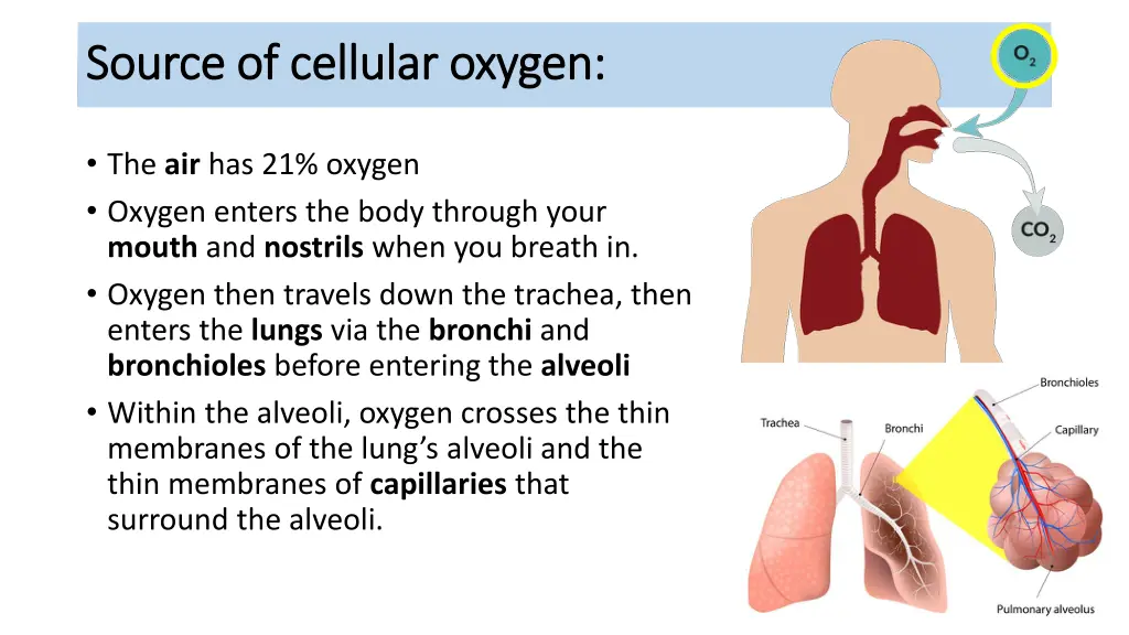 source of cellular oxygen source of cellular