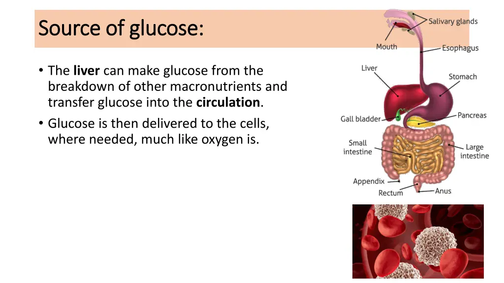 source of glucose source of glucose 1