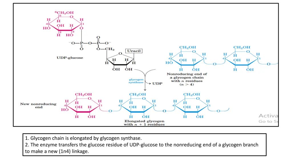 1 glycogen chain is elongated by glycogen