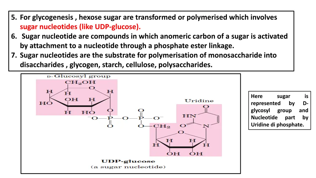 5 for glycogenesis hexose sugar are transformed