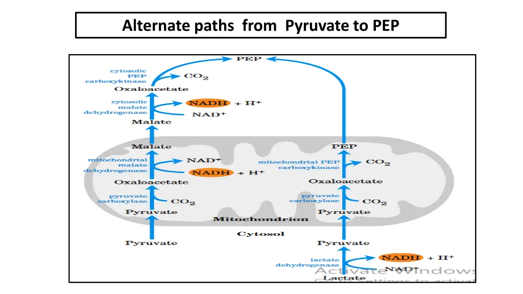 alternate paths from pyruvate to pep