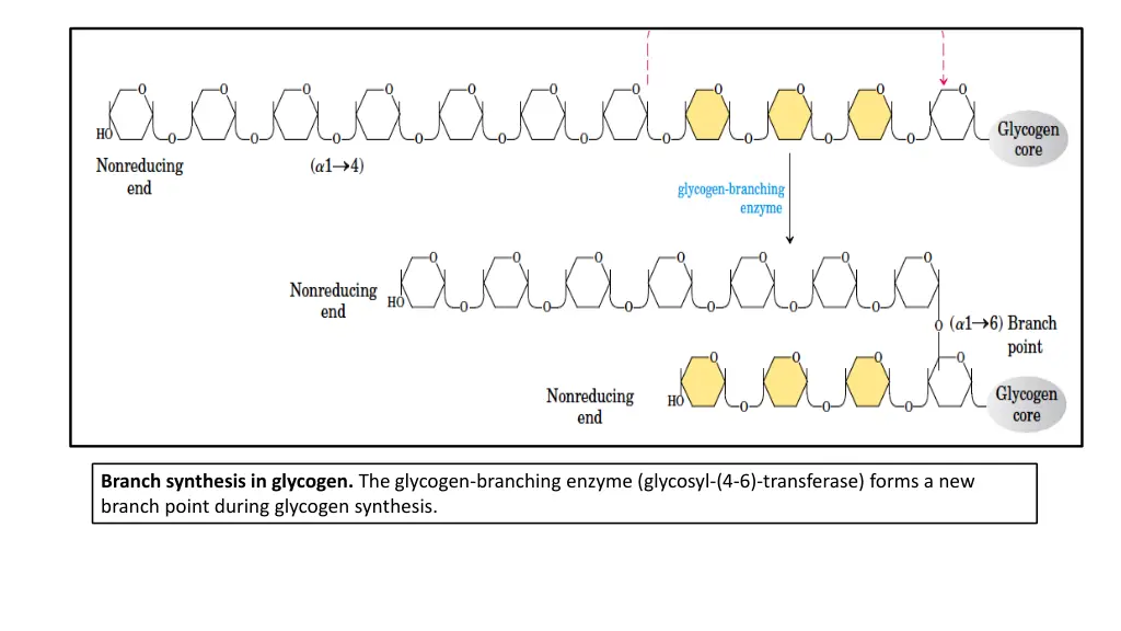 branch synthesis in glycogen the glycogen