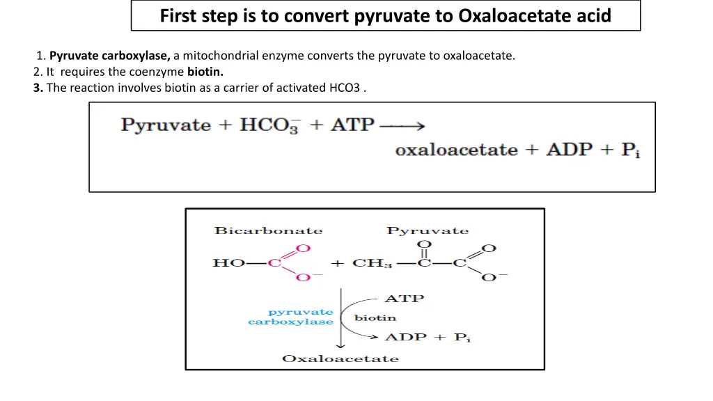 first step is to convert pyruvate to oxaloacetate