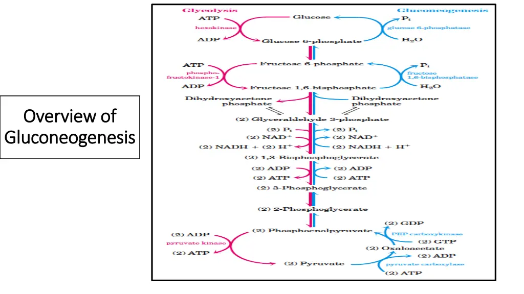 overview of overview of gluconeogenesis