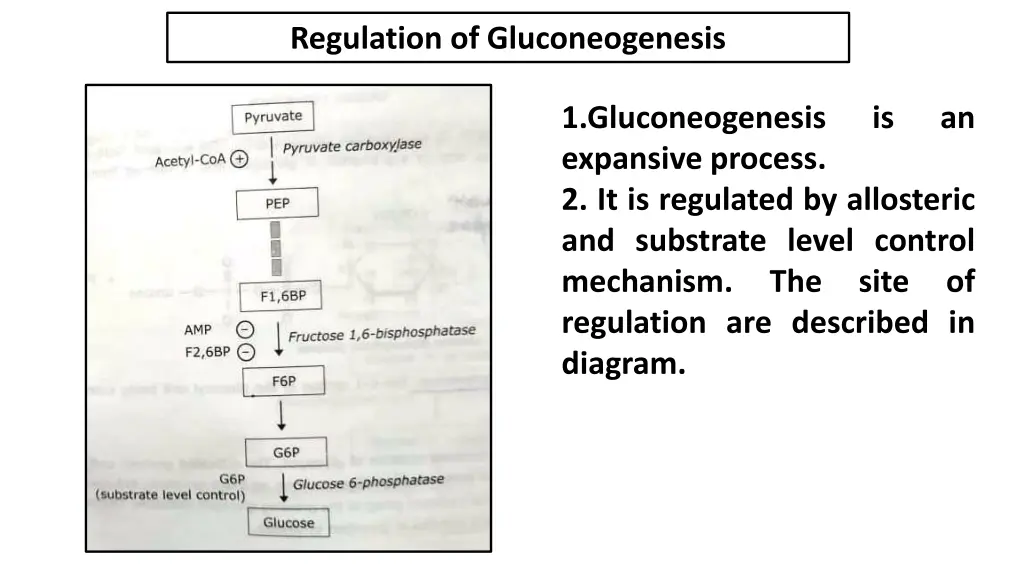 regulation of gluconeogenesis