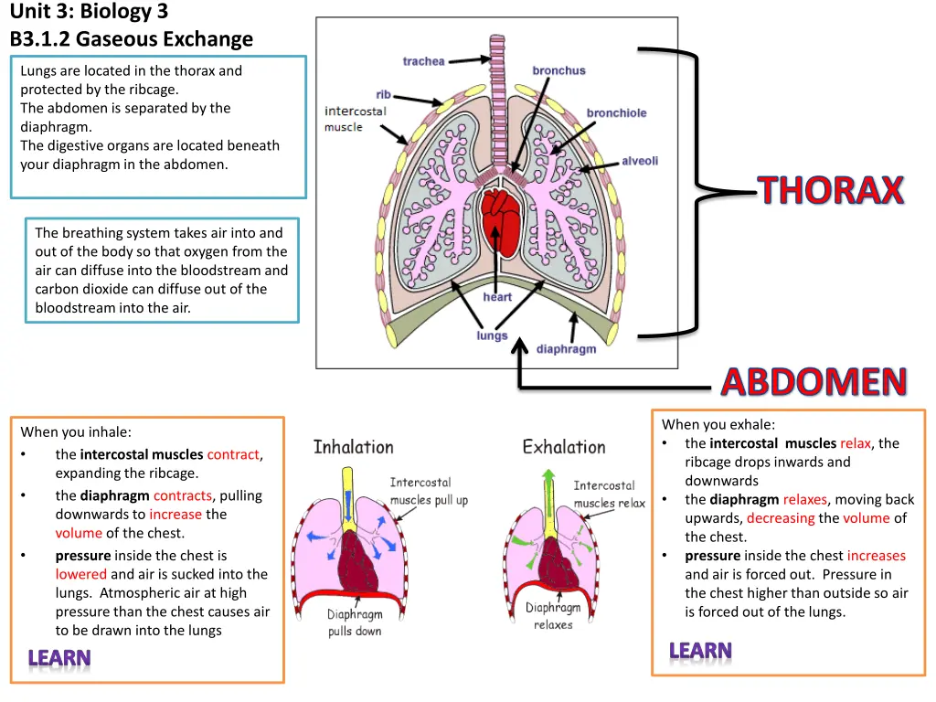 unit 3 biology 3 b3 1 2 gaseous exchange 1