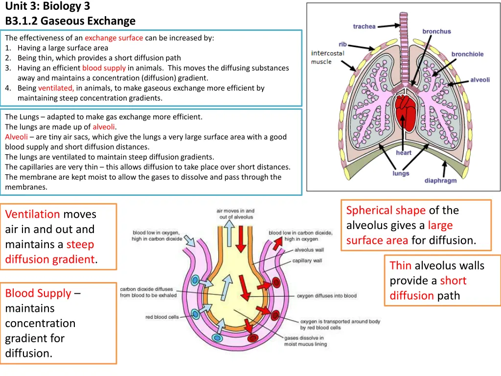 unit 3 biology 3 b3 1 2 gaseous exchange