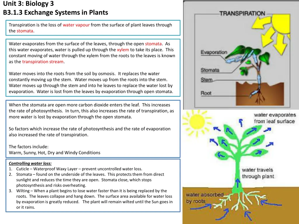 unit 3 biology 3 b3 1 3 exchange systems in plants 2