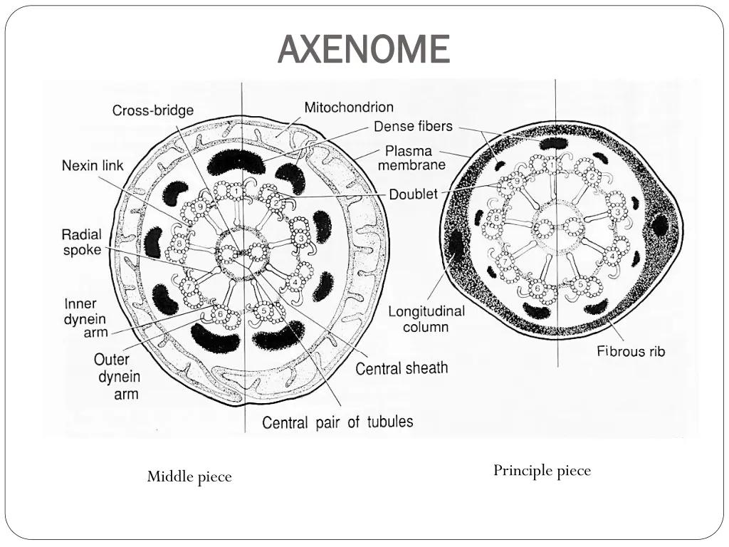 axenome axenome