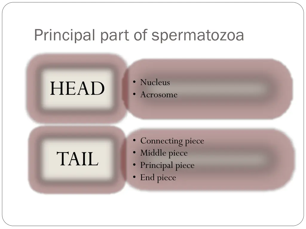 principal part of spermatozoa