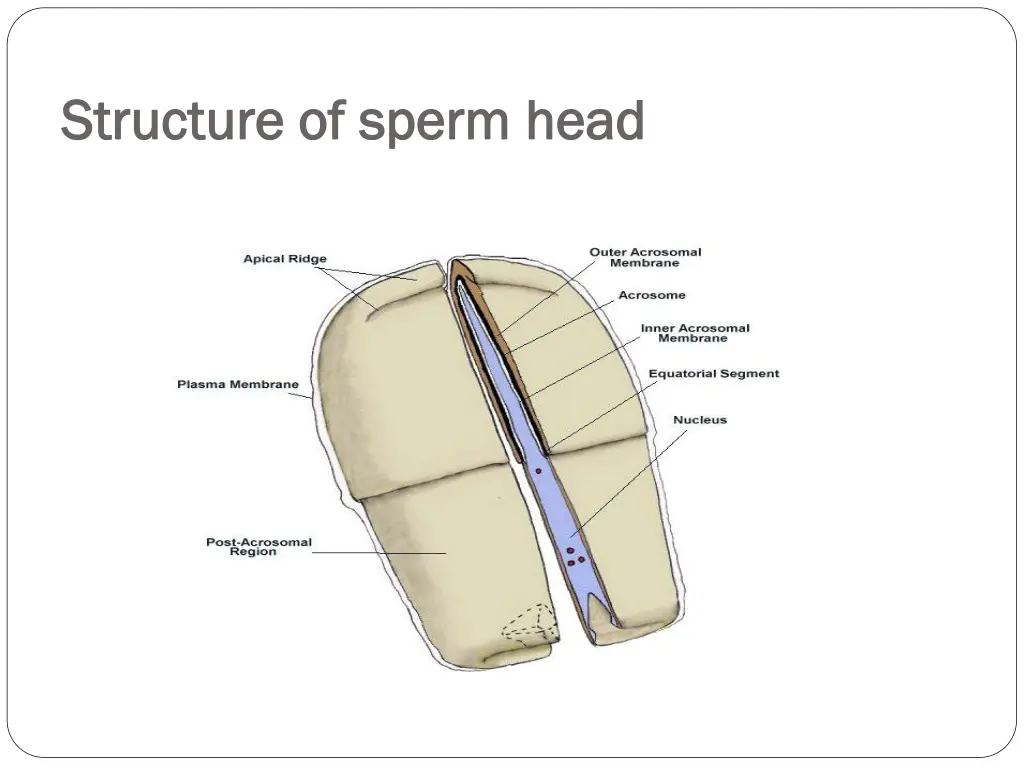 structure of sperm head structure of sperm head