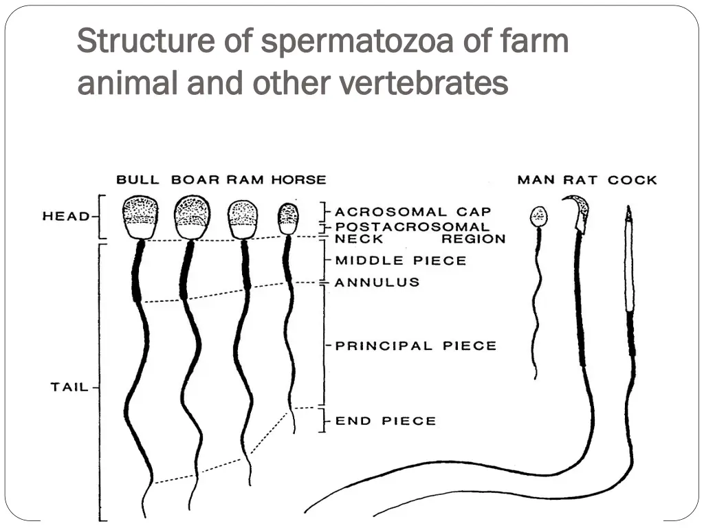 structure of spermatozoa of farm structure