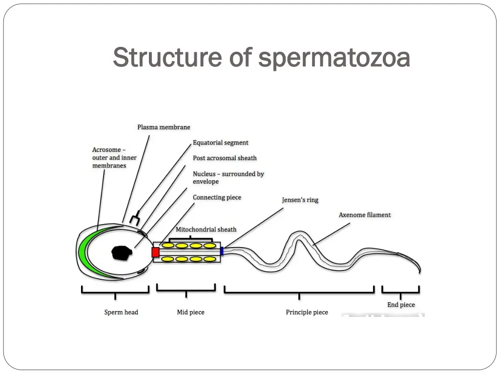 structure of spermatozoa structure of spermatozoa