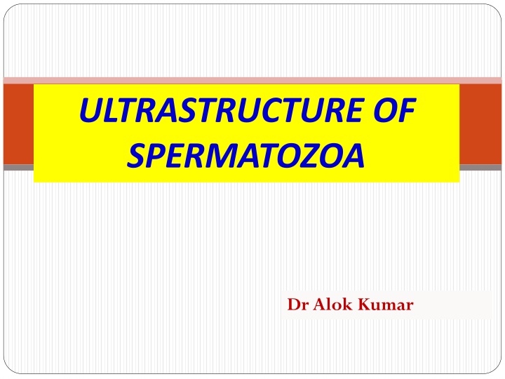 ultrastructure of spermatozoa