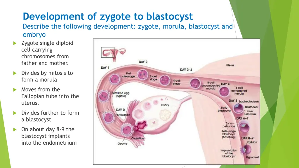 development of zygote to blastocyst describe