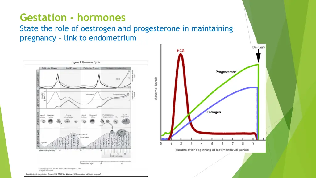 gestation hormones state the role of oestrogen