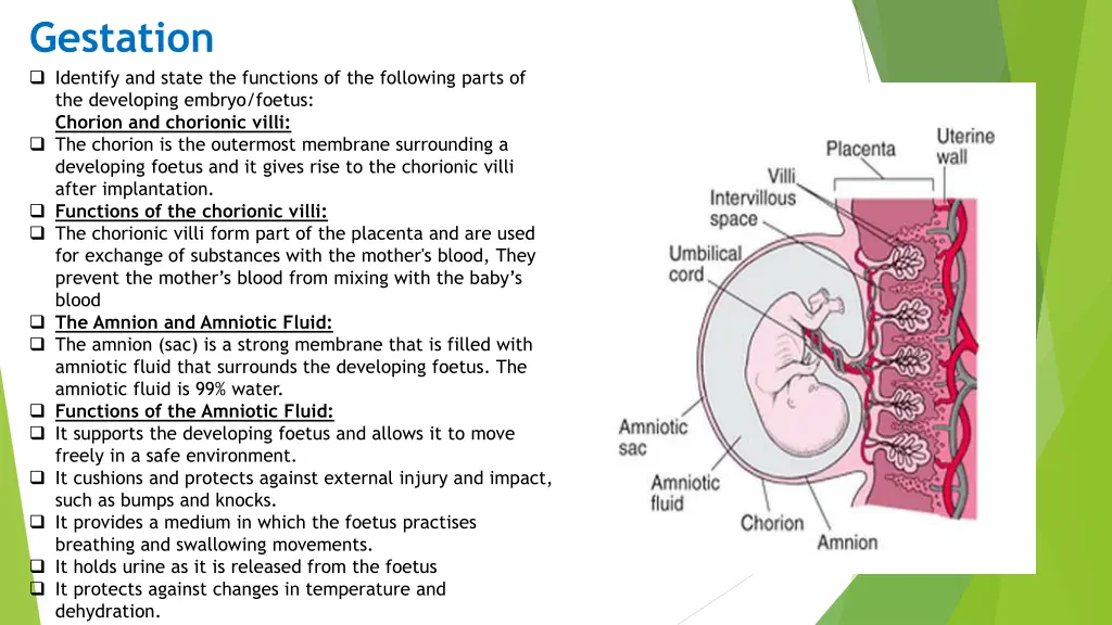 gestation identify and state the functions