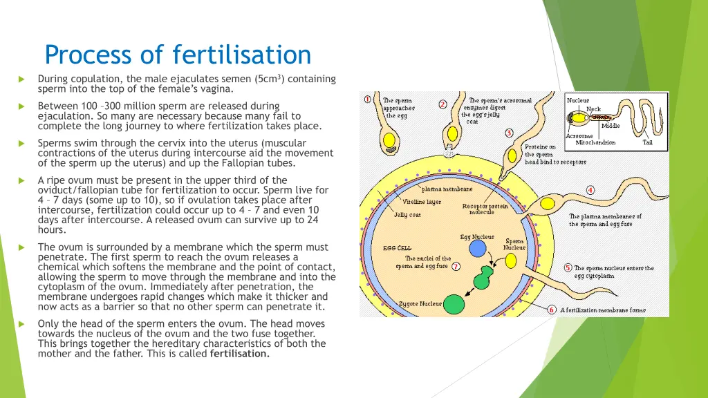 process of fertilisation during copulation