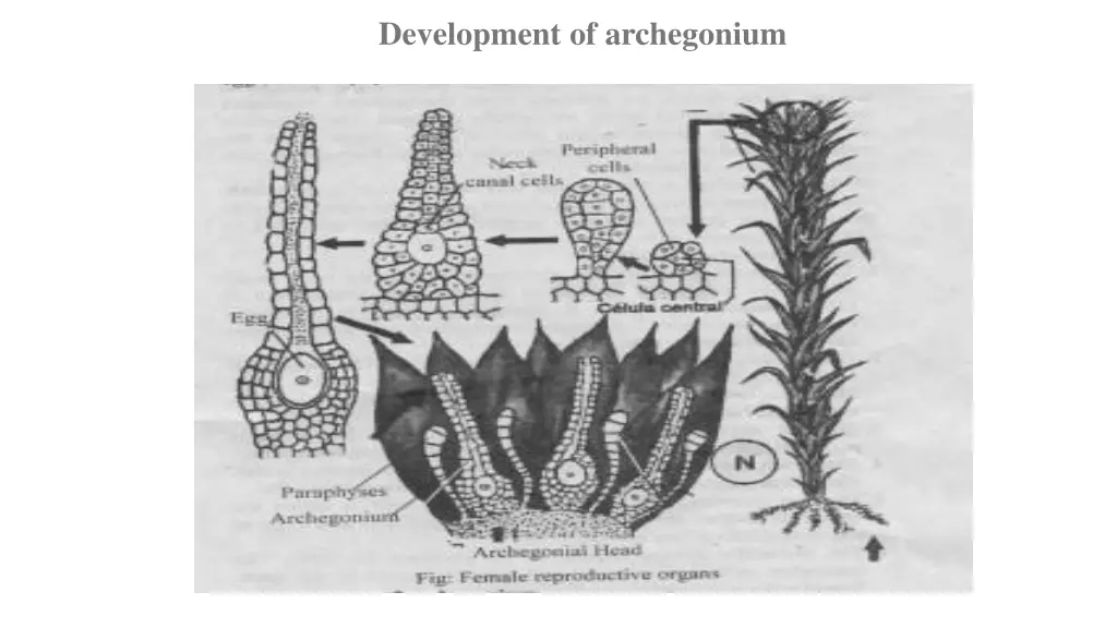 development of archegonium