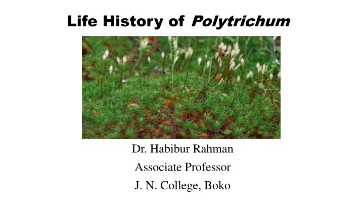 life history of polytrichum