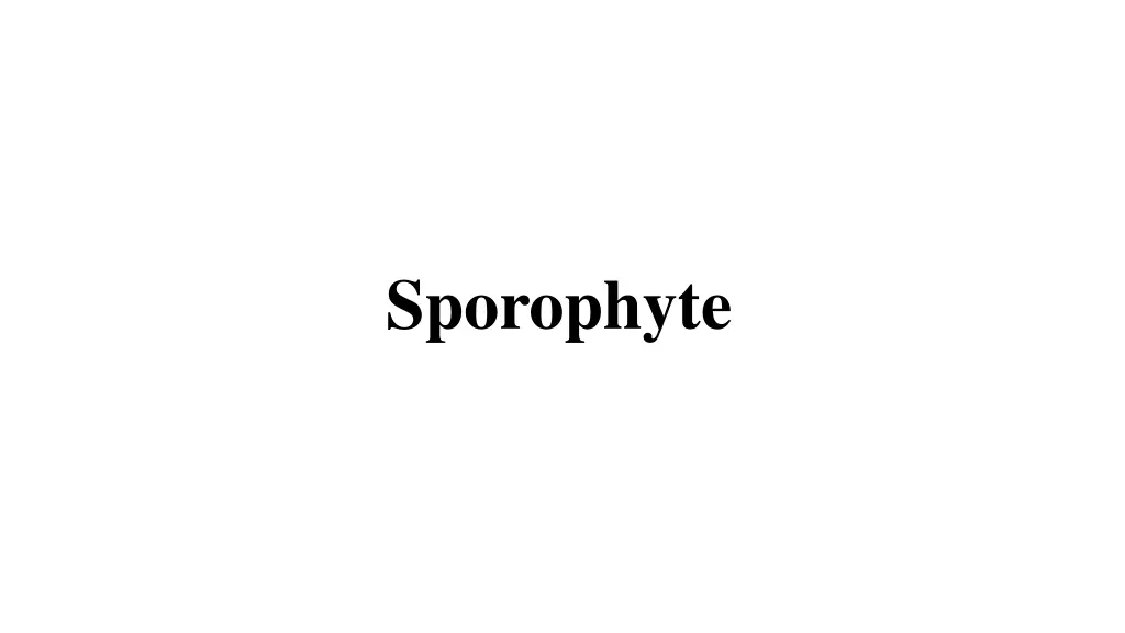 sporophyte