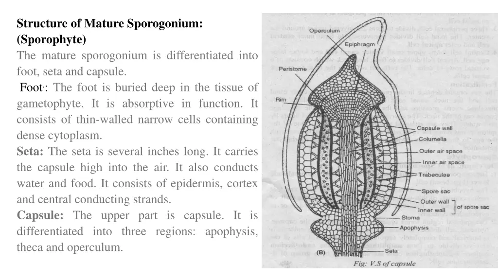 structure of mature sporogonium sporophyte