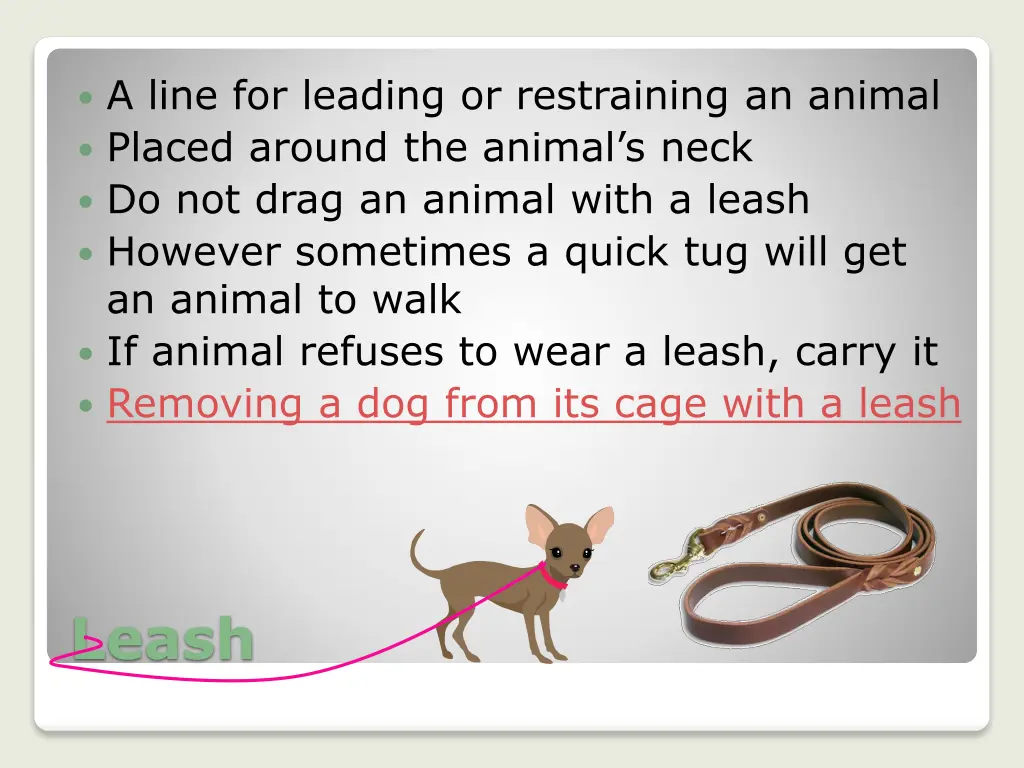 a line for leading or restraining an animal