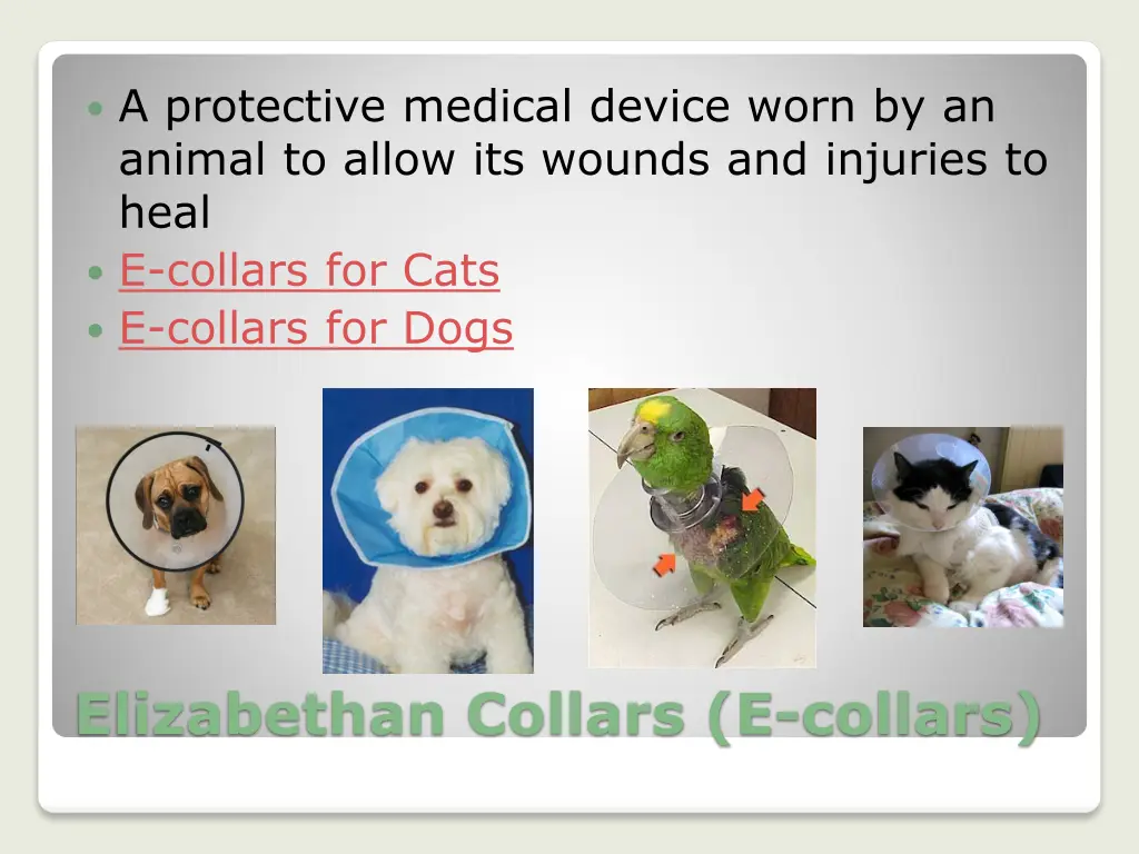 a protective medical device worn by an animal