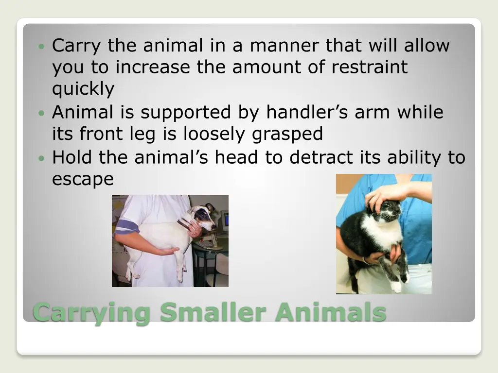 carry the animal in a manner that will allow