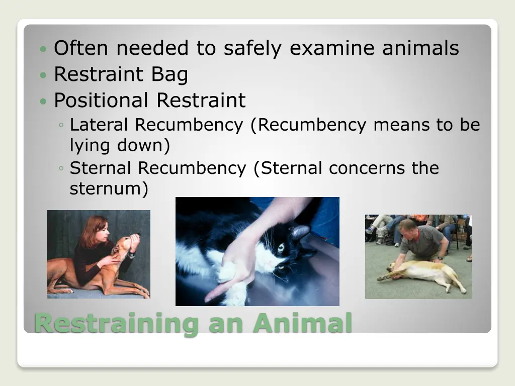 often needed to safely examine animals restraint