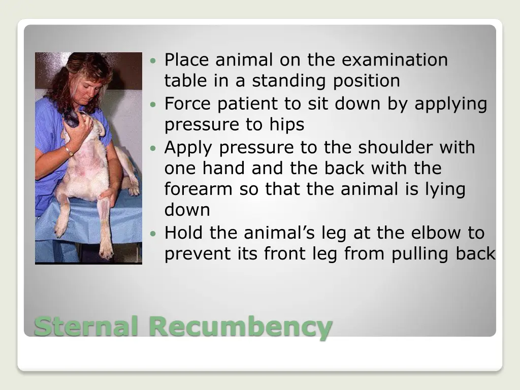 place animal on the examination table