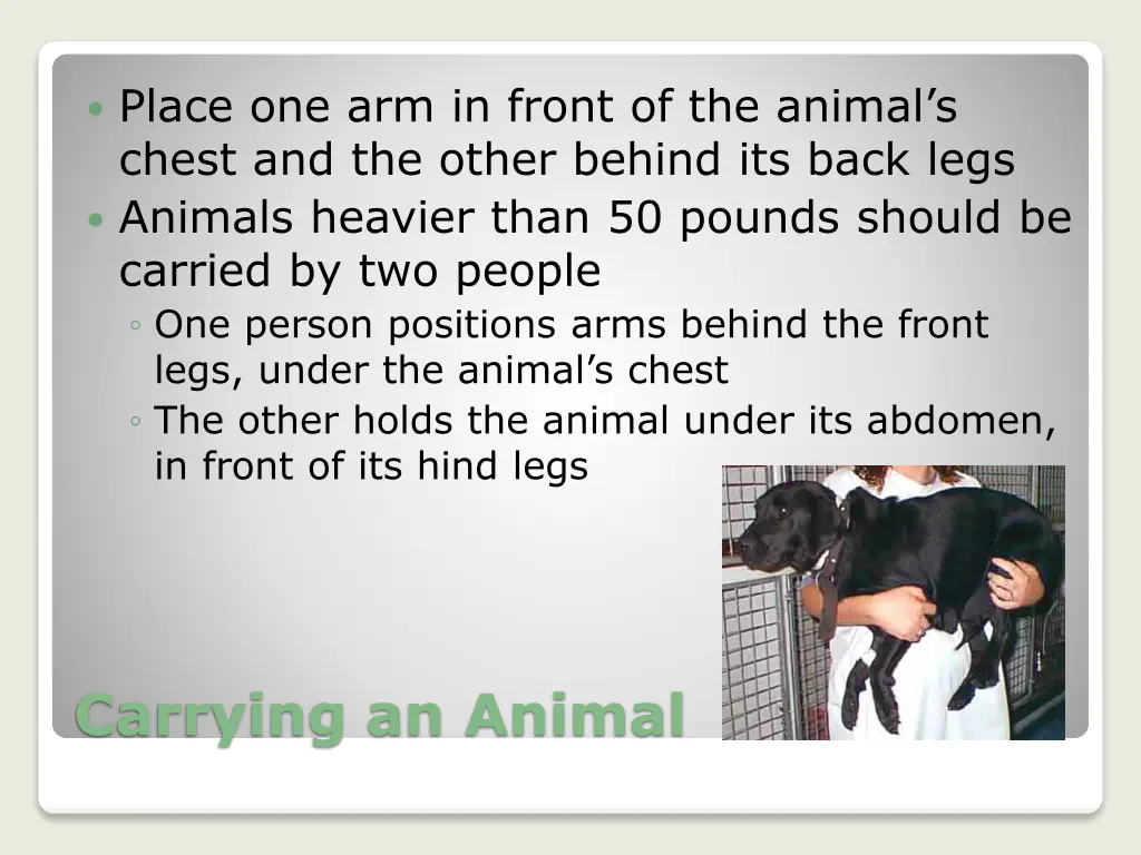 place one arm in front of the animal s chest