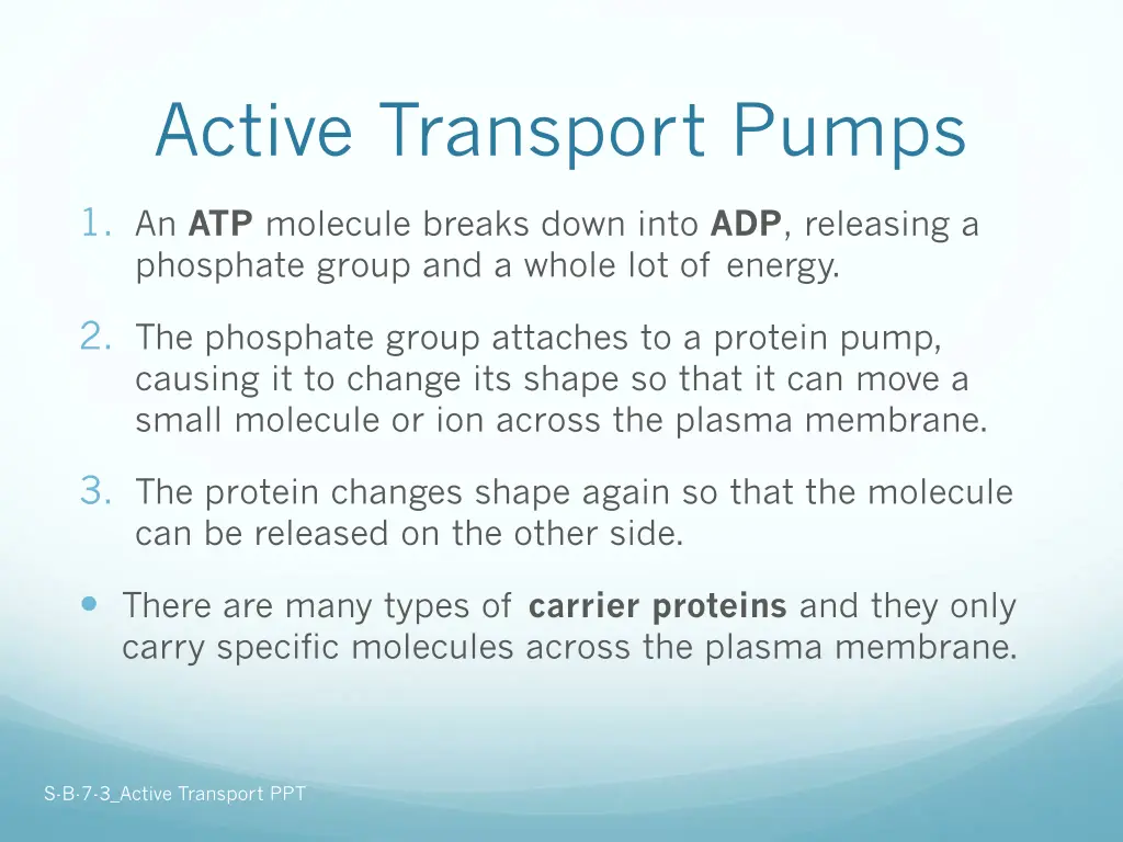 active transport pumps