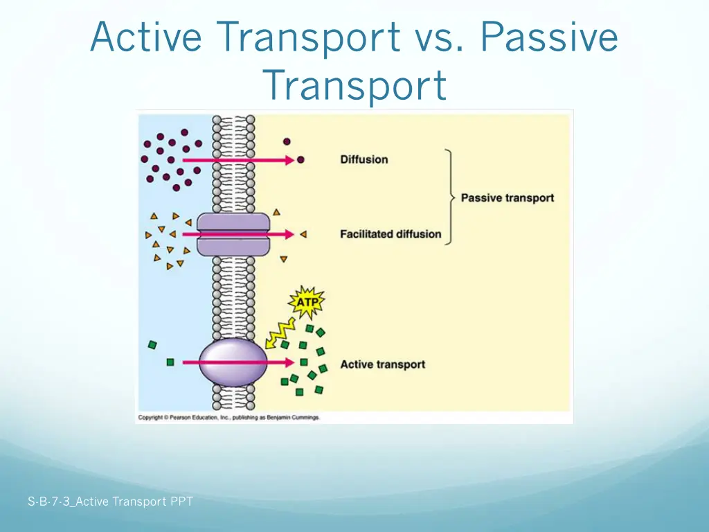 active transport vs passive transport