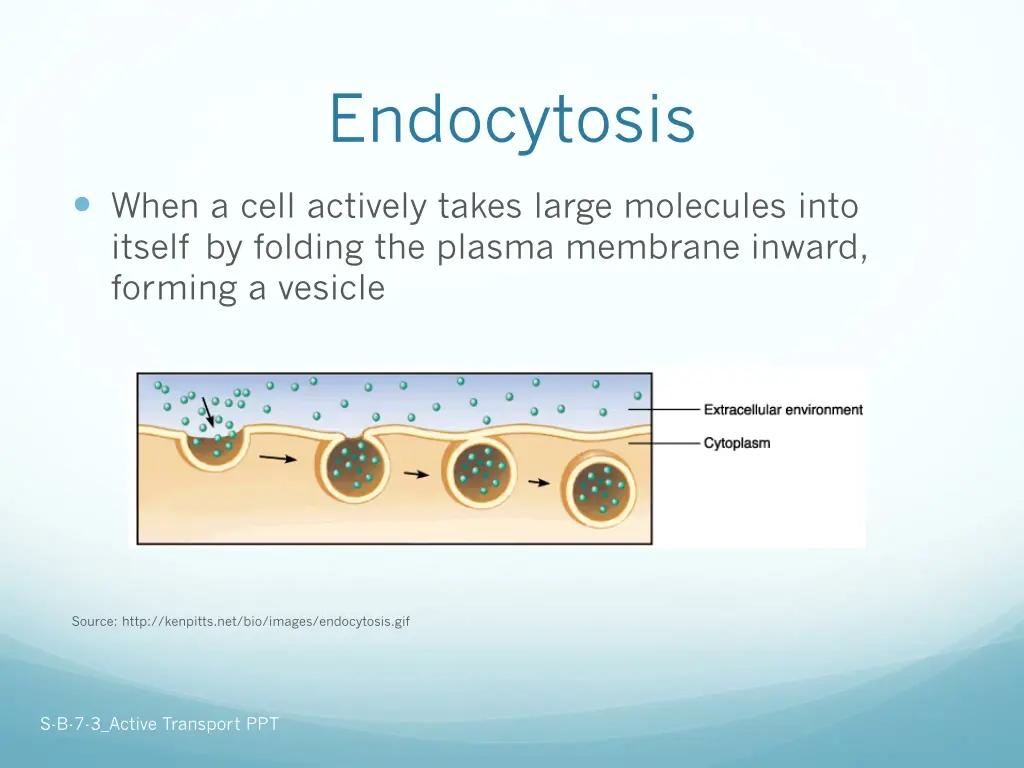 endocytosis