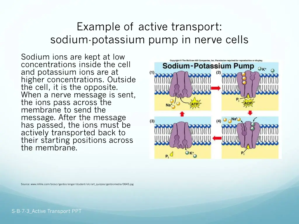 example of active transport sodium potassium pump