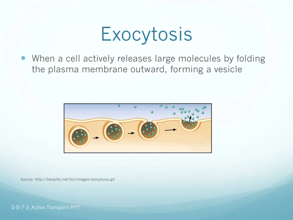 exocytosis