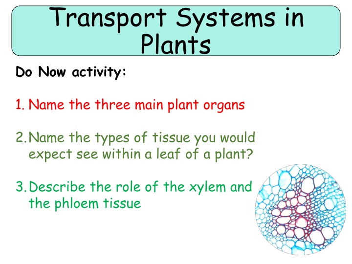 transport systems in plants do now activity