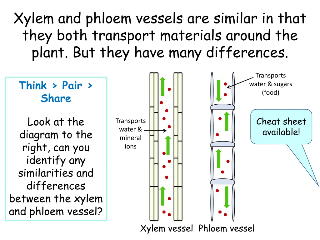 xylem and phloem vessels are similar in that they