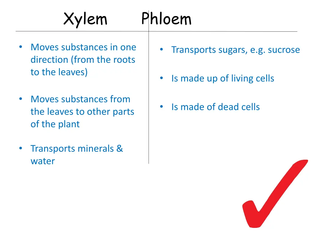 xylem phloem