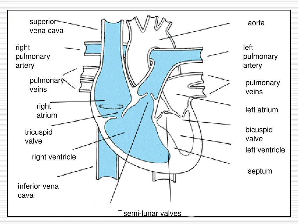 superior vena cava