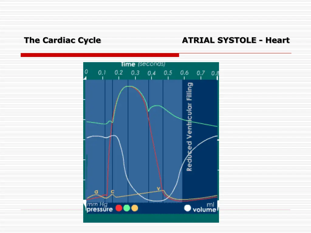 the cardiac cycle