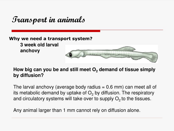 transport in animals