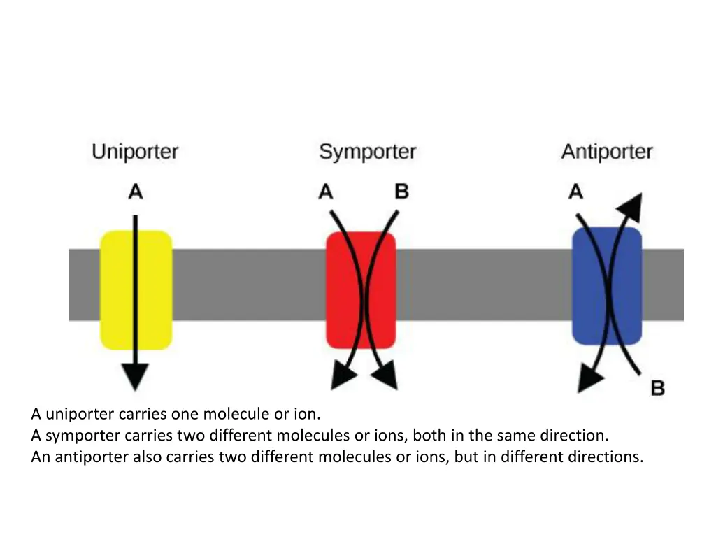 a uniporter carries one molecule