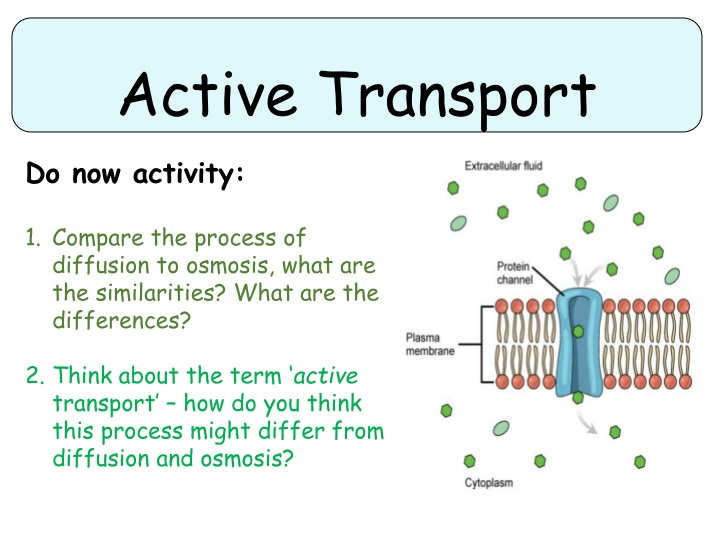 active transport