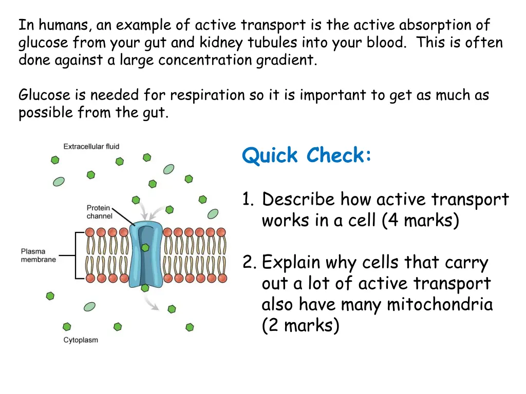 in humans an example of active transport