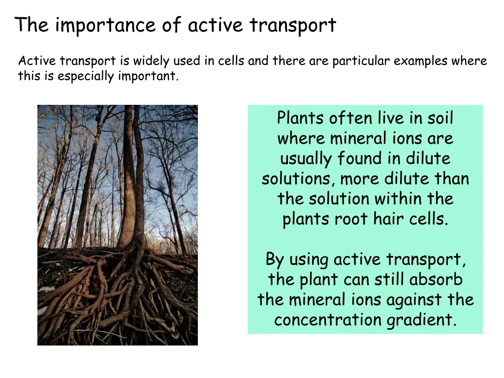 the importance of active transport