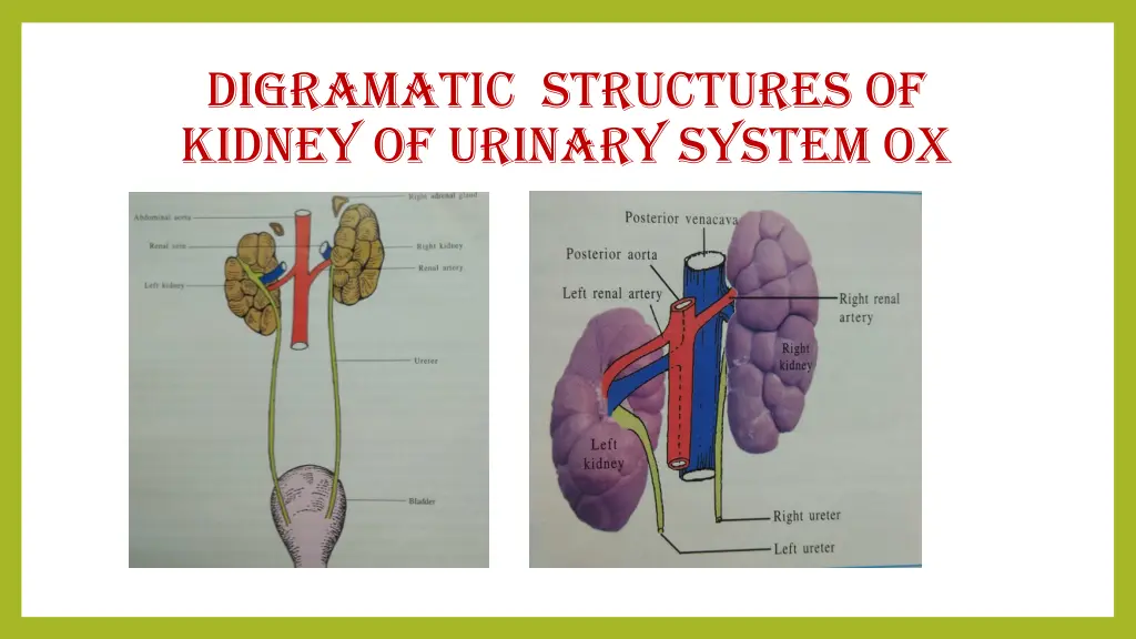 digramatic structures of kidney of urinary system