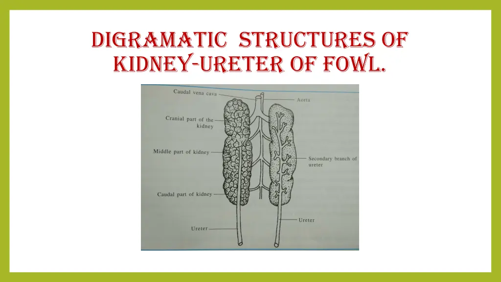 digramatic structures of kidney ureter of fowl