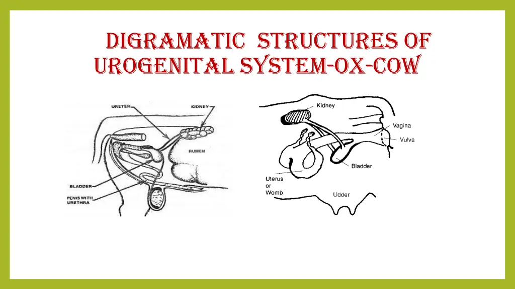 digramatic structures of urogenital system ox cow